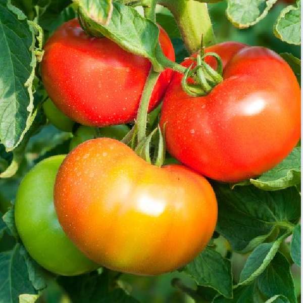 tomato-big-boy-f1-(slicing)(i)-vegetable-1665512793.jpg