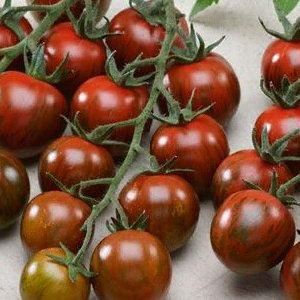 Tomato Black Cherry (Cherry)