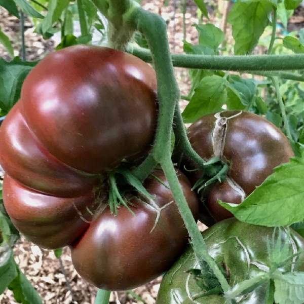 TOMATO CHEROKEE PURPLE (BEEFSTAKE)