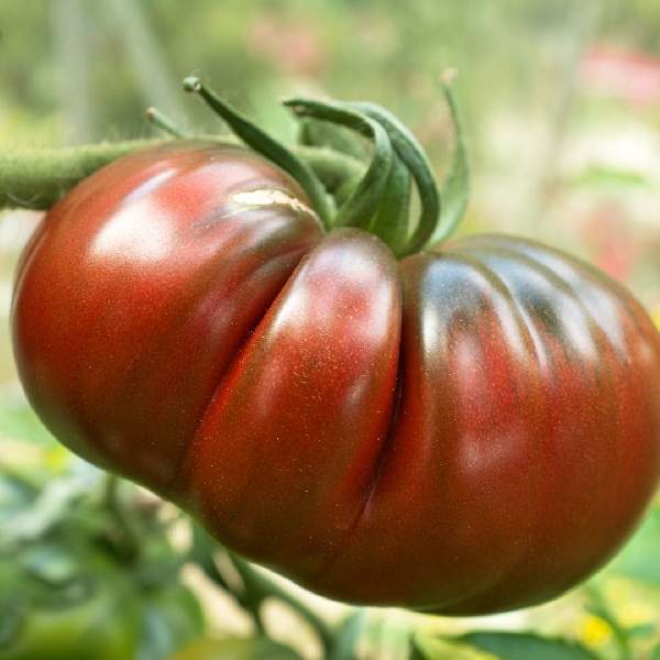 TOMATO GERMAN JOHNSON (BEEFSTAKE)