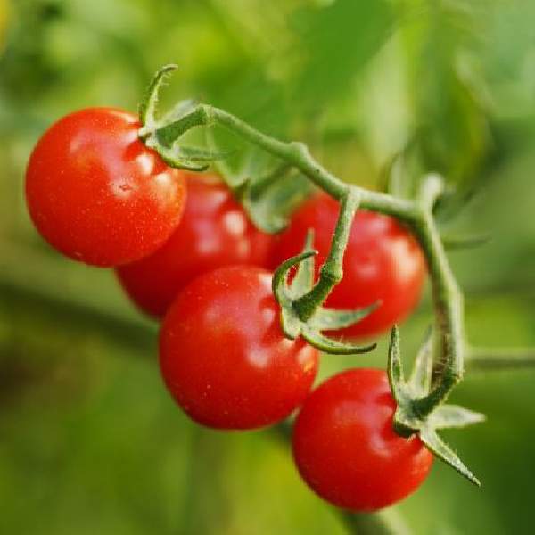 Tomato Pink Charmer (Cherry)