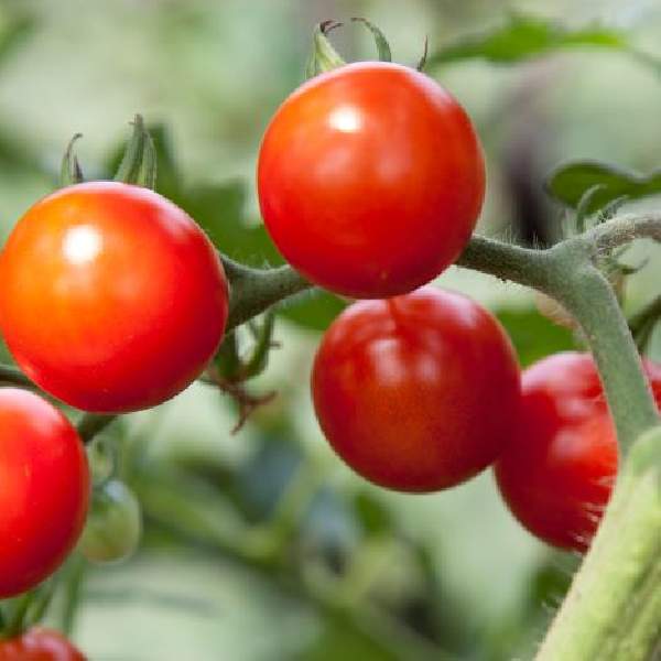 Tomato Red Cherry Large