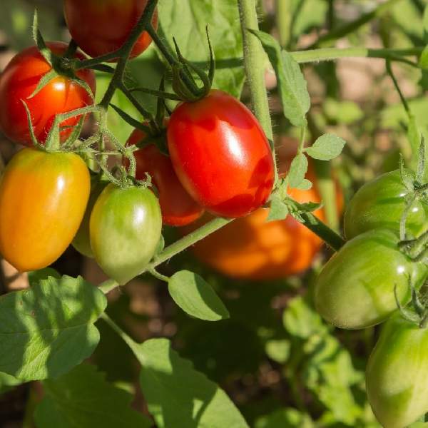 TOMATO ROMA