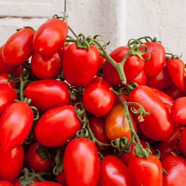TOMATO SAN MARZANO (ROMA)