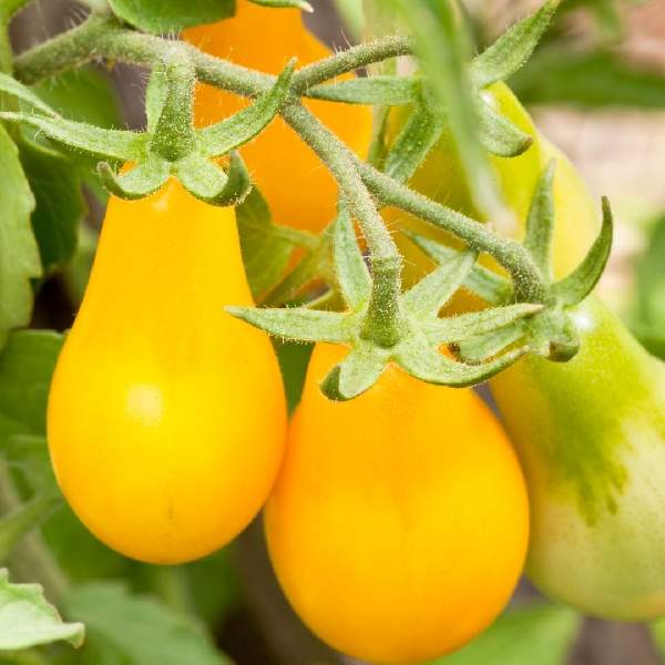 TOMATO YELLOW PEAR