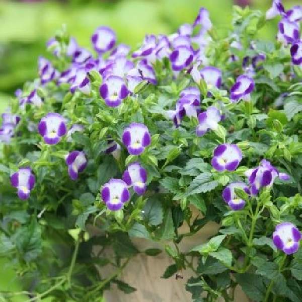 Torenia