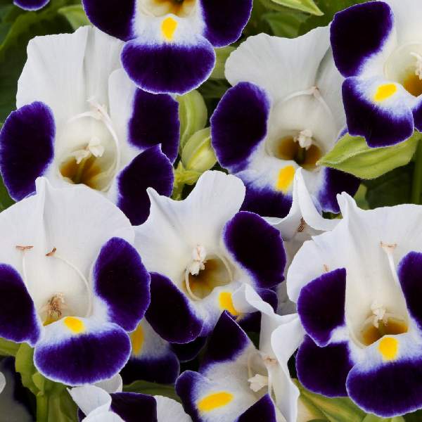 torenia-hi-lite-blue-jump-up-torenia-1665601287.jpg