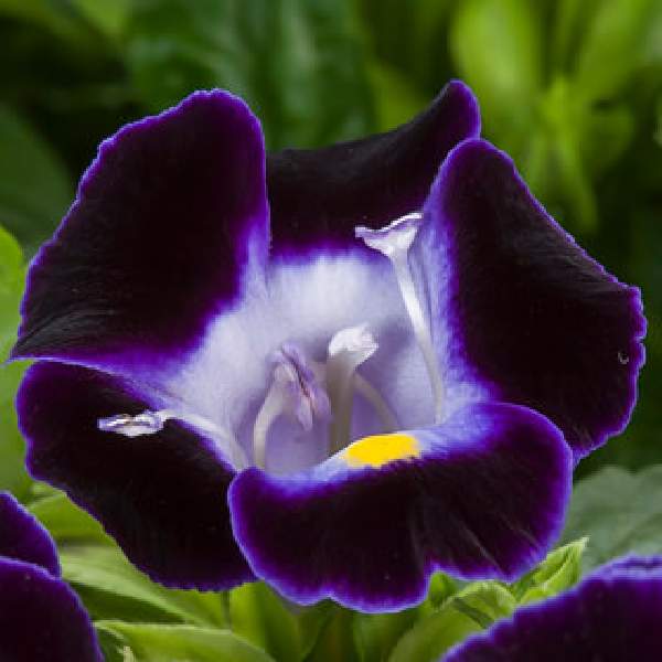 Wholesale Torenia Hi Lite Deep Blue Rooted Plugs And Liners