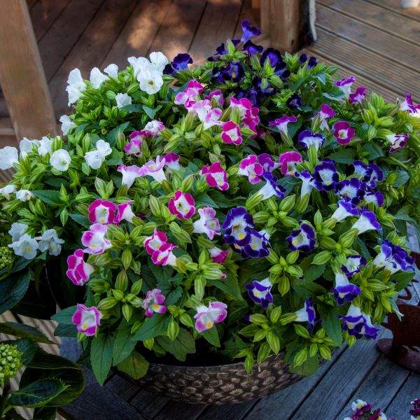 Torenia Hi Lite Mix