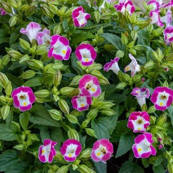 Torenia Hi Lite Pink