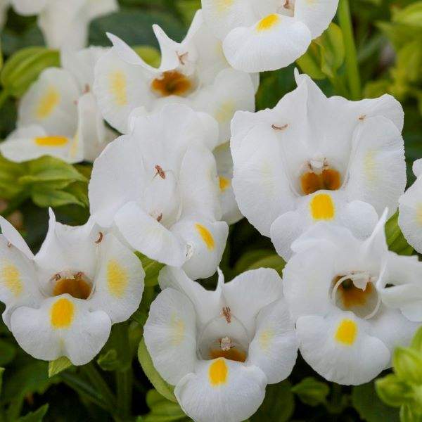 Torenia Hi Lite White
