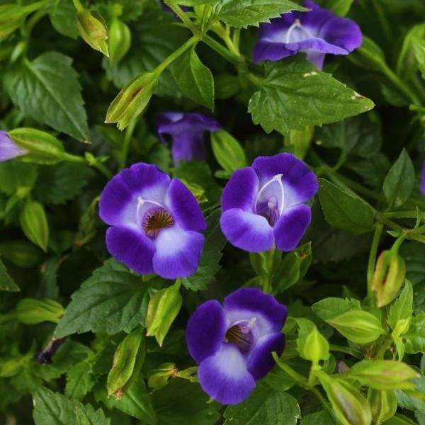 TORENIA SUMMER WAVE BOUQUET DEEP BLUE