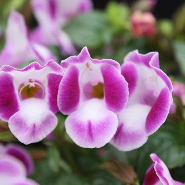 TORENIA SUMMER WAVE BOUQUET DEEP ROSE