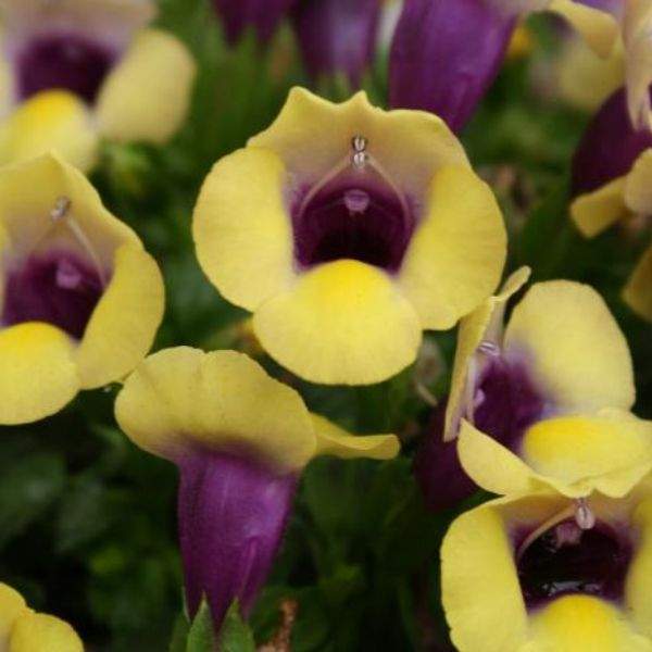 TORENIA SUMMER WAVE BOUQUET GOLD