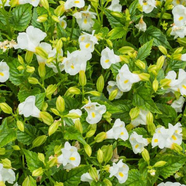 TORENIA SUMMER WAVE BOUQUET WHITE
