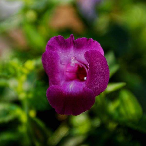 TORENIA SUMMER WAVE TRAILING LARGE AMETHYST