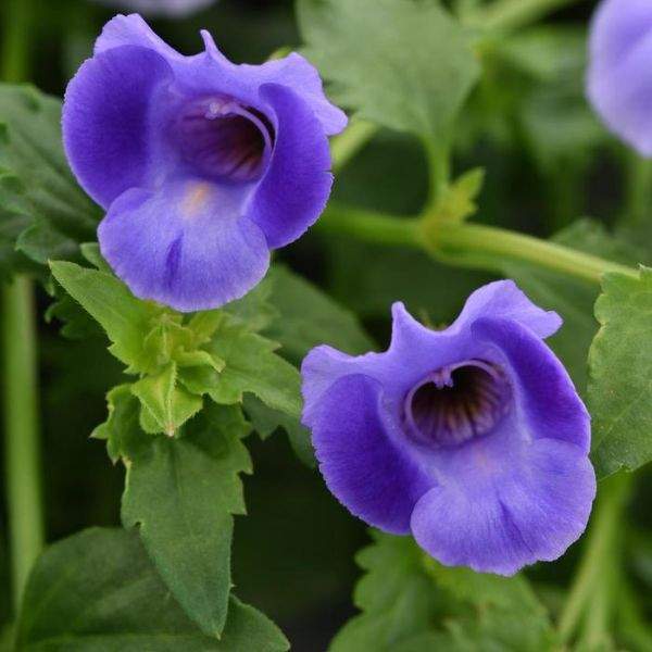 TORENIA SUMMER WAVE TRAILING LARGE BLUE