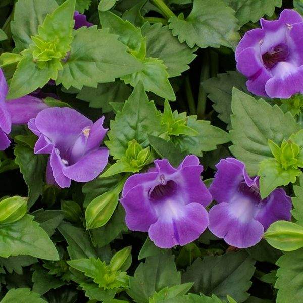 Wholesale Torenia Summer Wave Trailing Large Violet Rooted Plugs