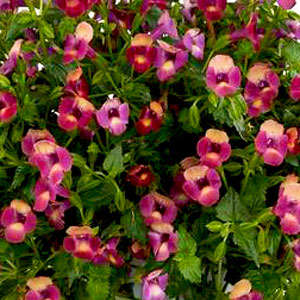 torenia_moon_magenta-WEB.jpg