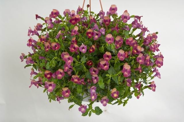 TORENIA MOON MAGENTA