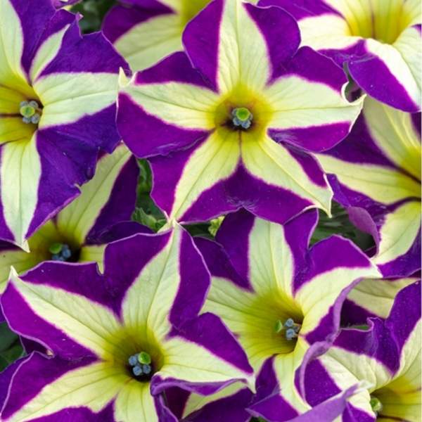 PETUNIA CRAZYTUNIA FRISKY VIOLET