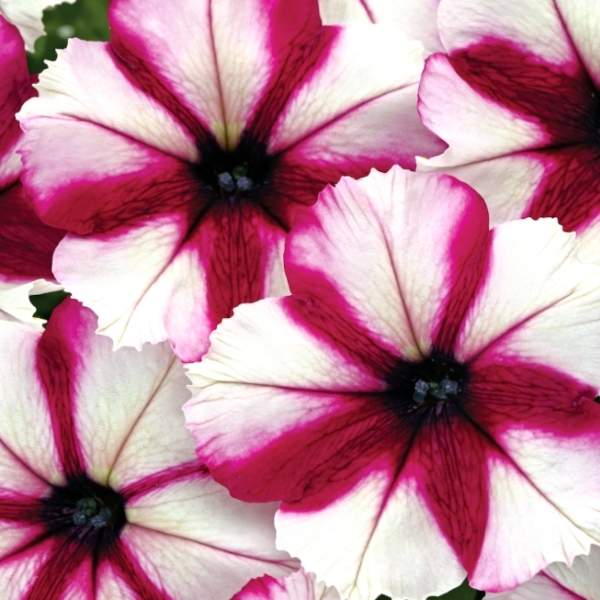 PETUNIA CRAZYTUNIA ICED BERRY IMP