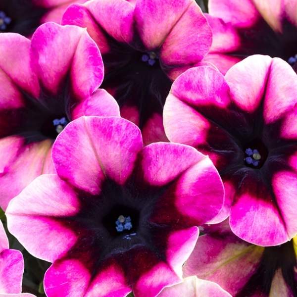 PETUNIA CRAZYTUNIA BLACKBERRY JAM