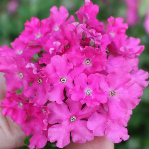 Verbena