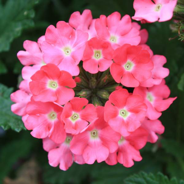 VERBENA CAROLINA WATERMELON