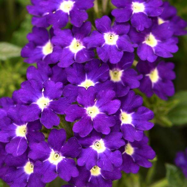 Verbena Estrella Imperial Blue