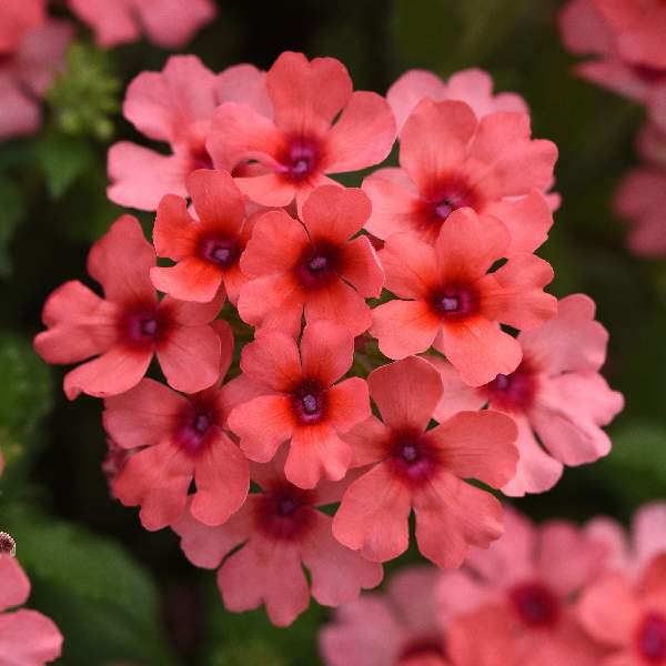Verbena Estrella Lobsterfest