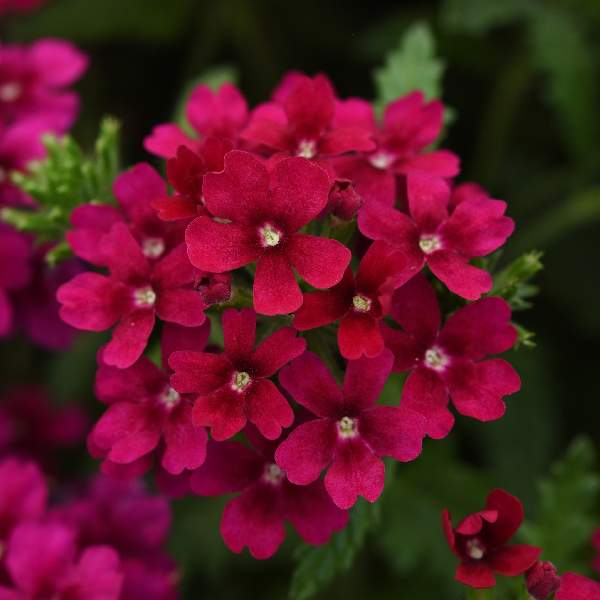 Verbena Estrella Merlot Improved