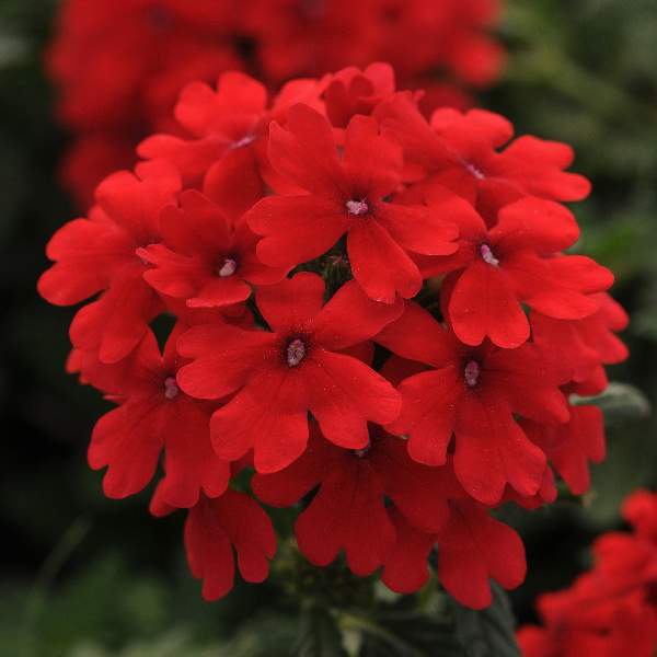Verbena Estrella Red