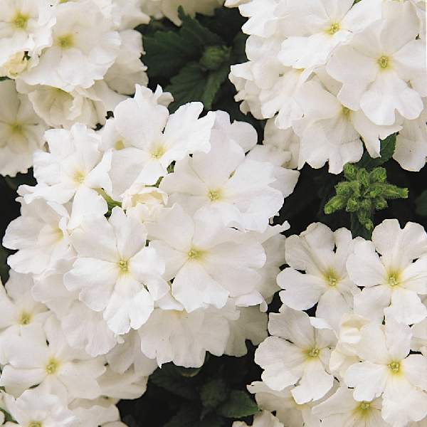 Verbena Estrella White