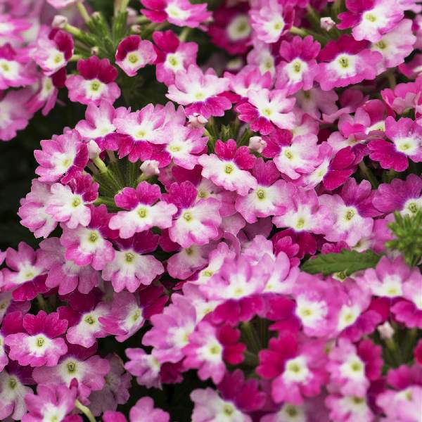 Verbena Hurricane Pink