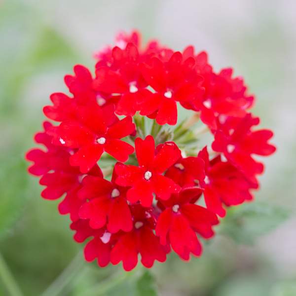 VERBENA TRAILING HOMESTEAD RED