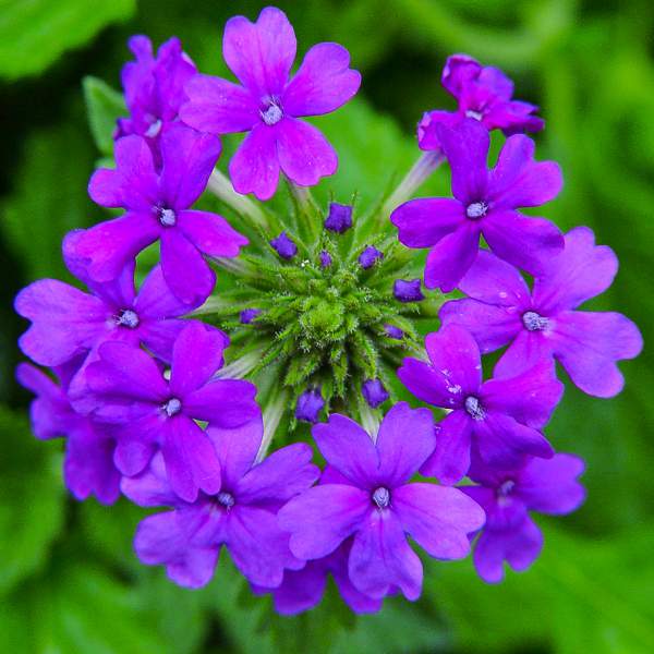 VERBENA TRAILING PURPLE HOMESTEAD
