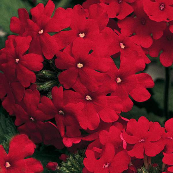 verbena-trailing-red.jpg