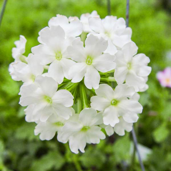 VERBENA TRAILING WHITE