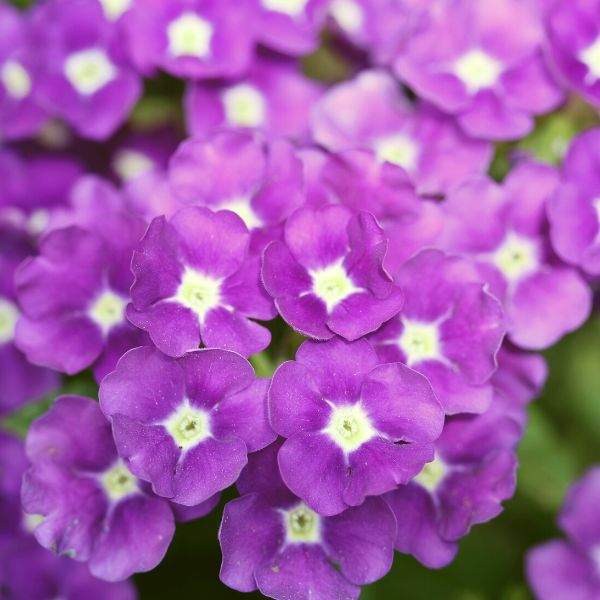 VERBENA VANESSA  COMPACT OPTIK GRAPE
