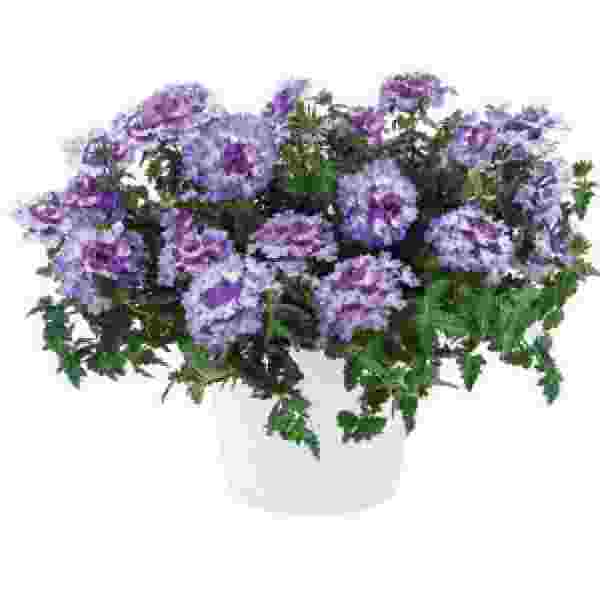 VERBENA VANESSA BICOLOR INDIGO