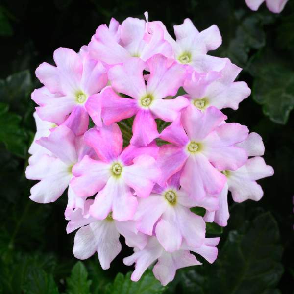 Verbena Vanessa Bicolor Light Pink