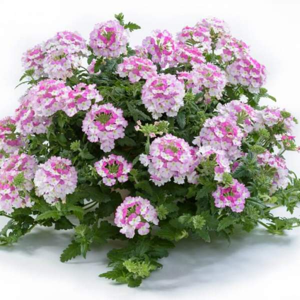 VERBENA VANESSA BICOLOR PINK