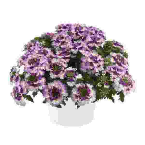 VERBENA VANESSA COMPACT BICOLOR PURPLE