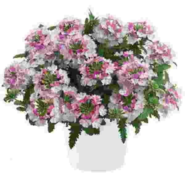 VERBENA VANESSA COMPACT BICOLOR ROSE