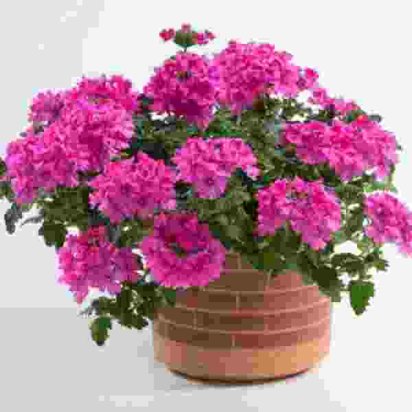 VERBENA VANESSA COMPACT DEEP PINK