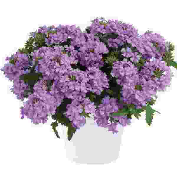 VERBENA VANESSA COMPACT LAVENDER