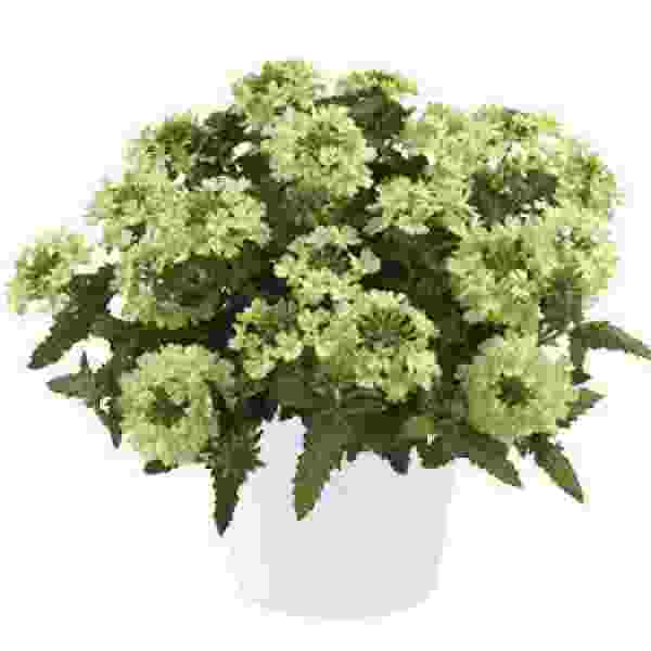 VERBENA VANESSA COMPACT LIME