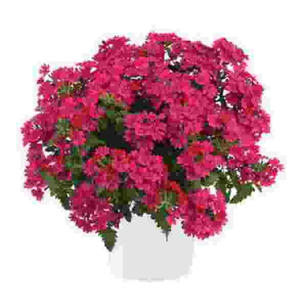 VERBENA VANESSA COMPACT NEON PINK