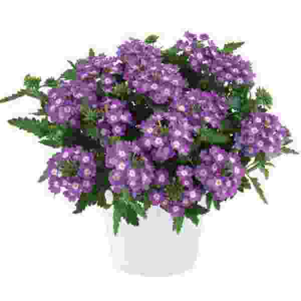 VERBENA VANESSA COMPACT OPTIK LAVENDER